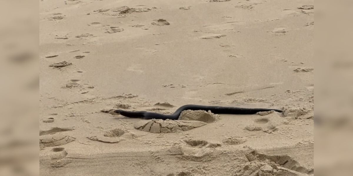 Little Girl Thinks She Sees a Stick on the Beach โ Then It Starts to Move