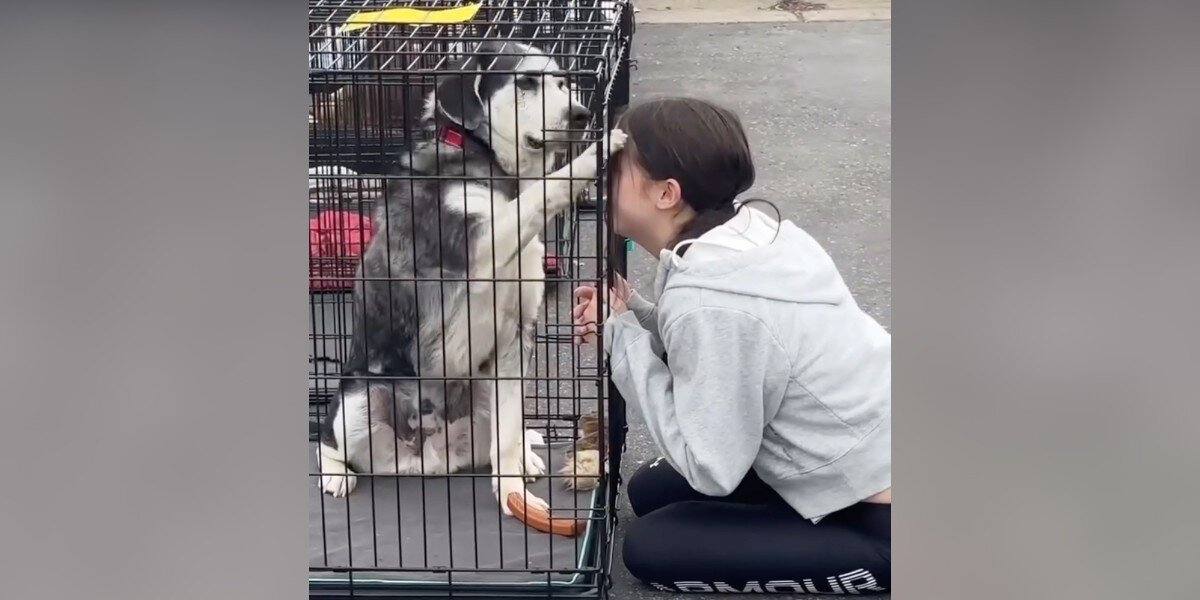 Senior Dog Overlooked for Years Finds a Family โ Thanks to a Little Girlโs Intuition