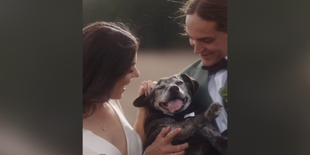 Couple Gives Their 19-Year-Old Dog a Beautiful Final Gift โ Including Him in Their Wedding