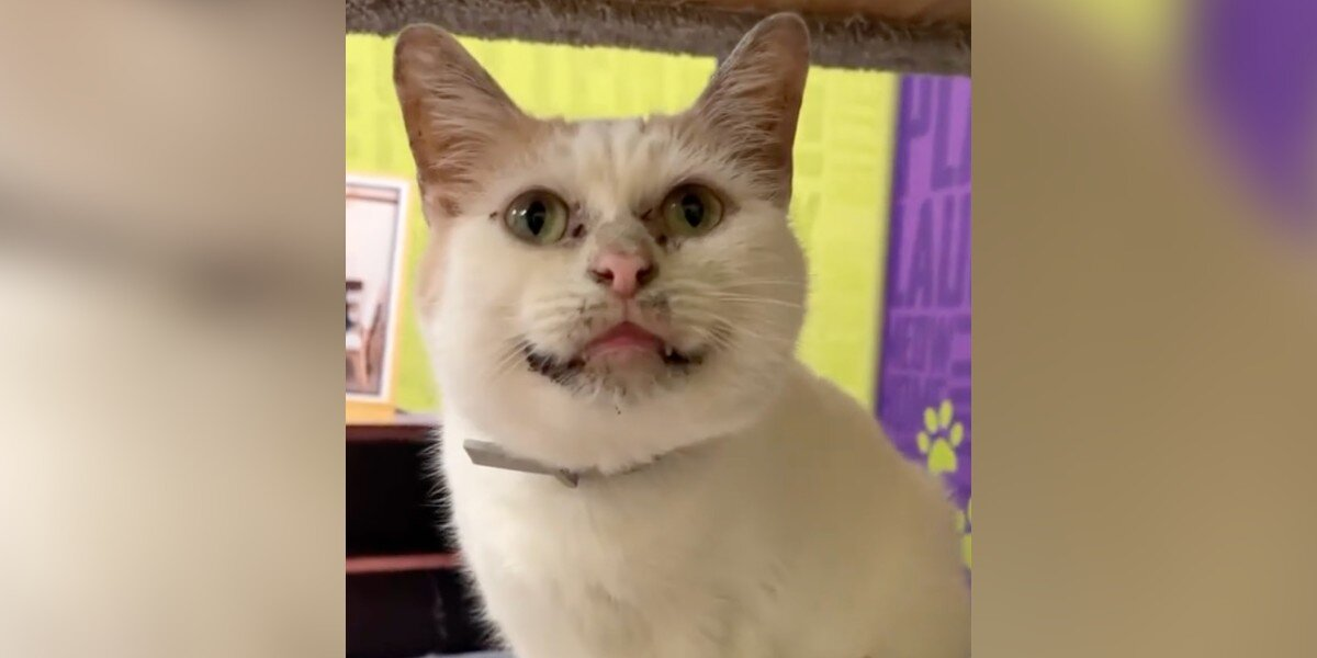 No One Wants to Adopt This Sweet Cat Because They Think He Looks โDirtyโ โ But Heโs Just Unique