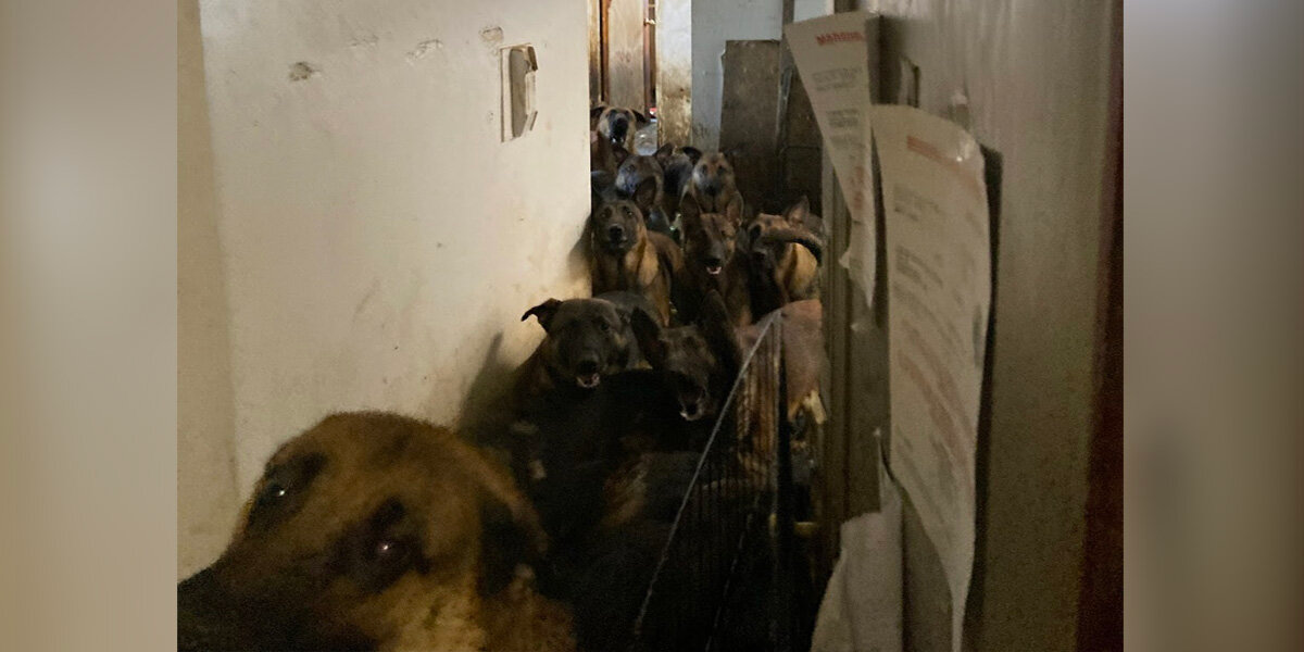 40 Belgian Malinois in Desperate Need