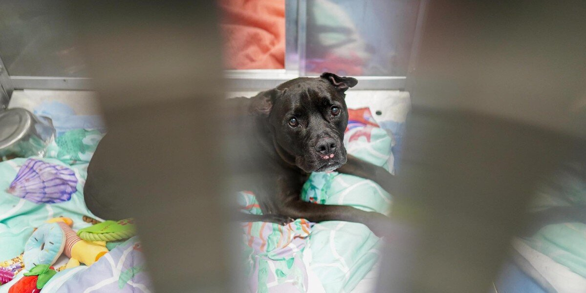 Shelter Dog Cries for Her Dad After Losing the Only Home Sheโs Ever Known