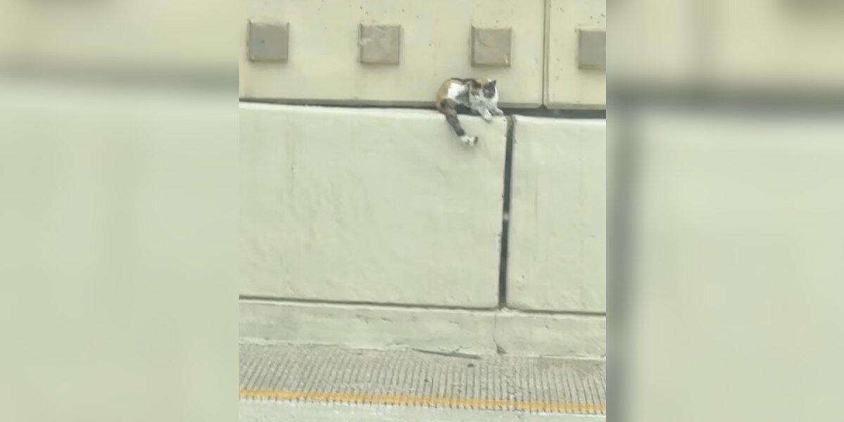 Couple Spots Something Tiny on a Highway Median โ Then Realizes Itโs a Life in Danger
