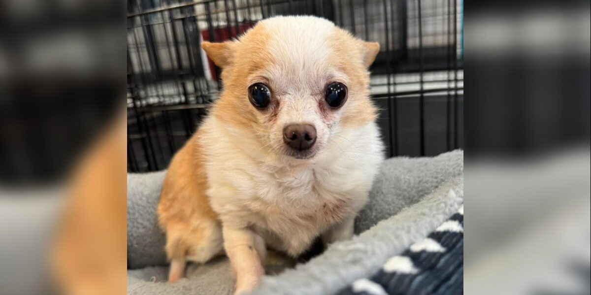 Tiny, Toothless, and Totally in Charge โ This Senior Chihuahua Is Taking Over the Internet