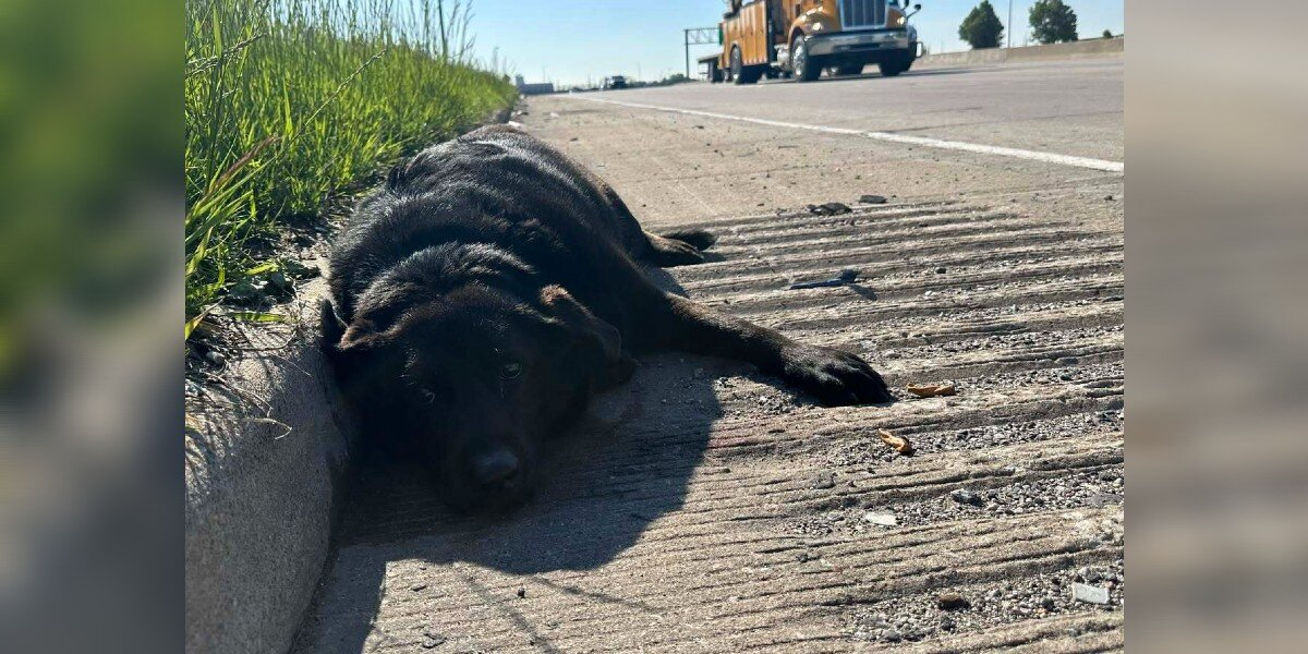 Injured Dog Found on Highway โ But Her Best Friend Refused to Leave Her Side