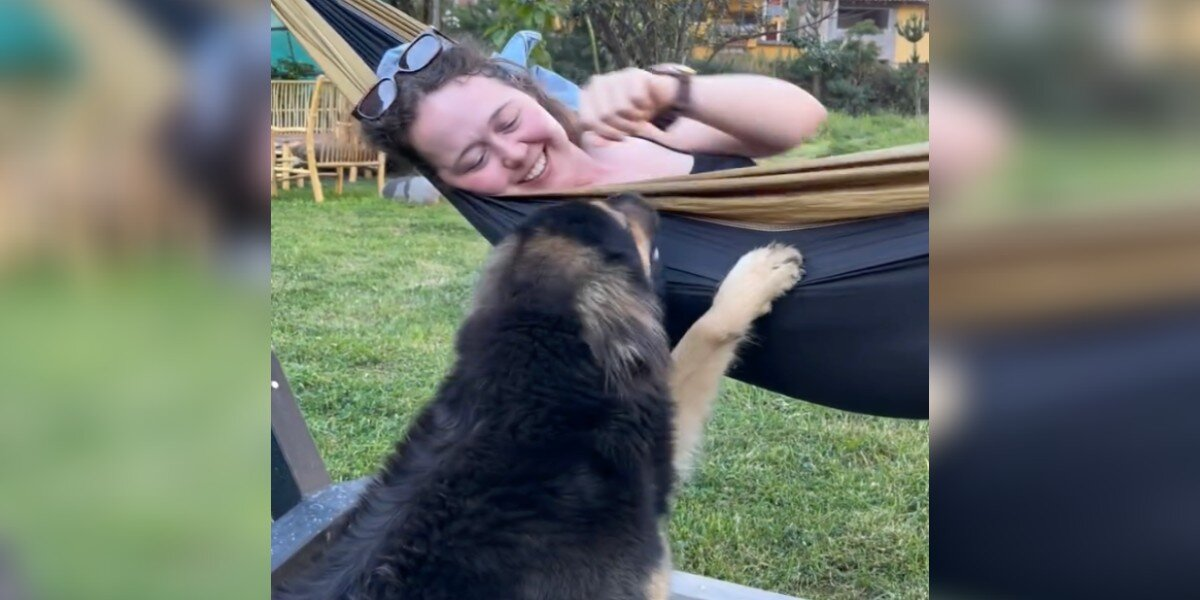 Tourist Finds Street Dog at Her Cabin โ And He Refuses to Leave Her Side