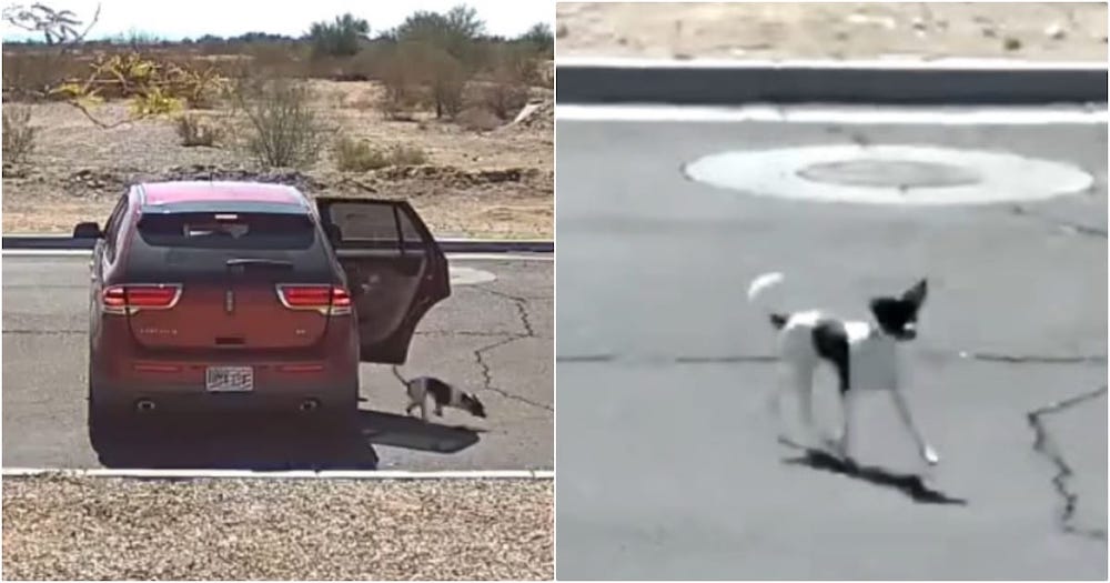 Woman Heartlessly Dumps Dog and Drives Away