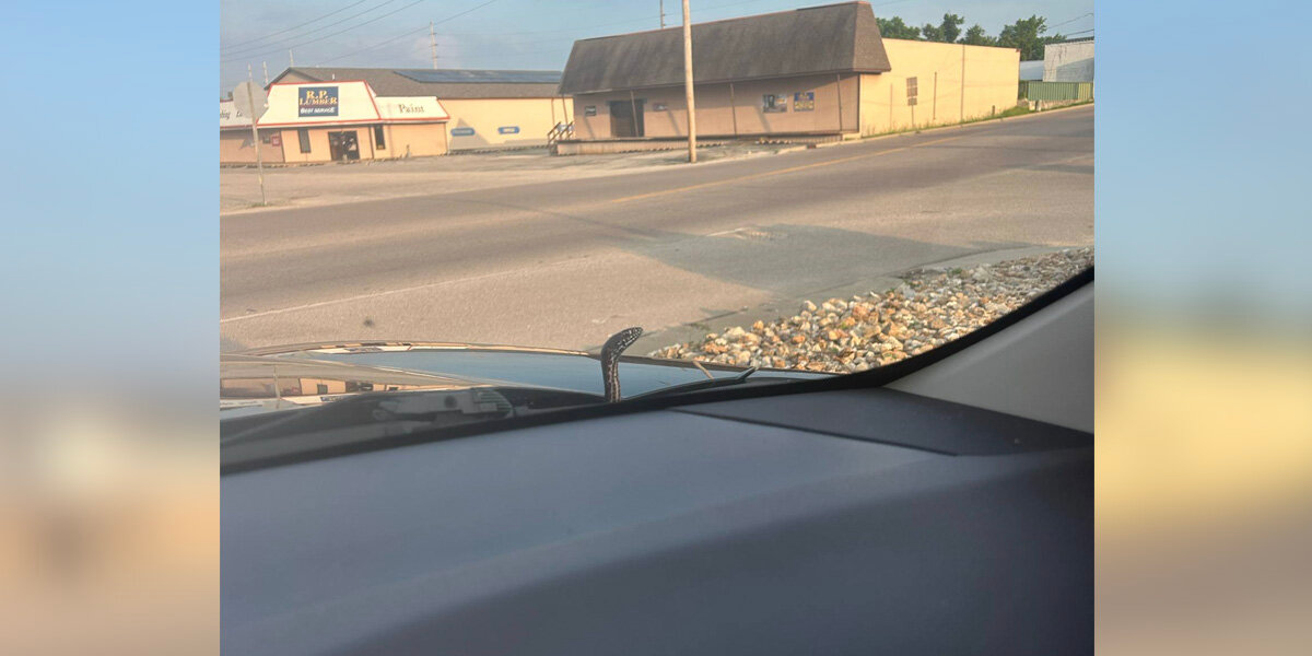 Woman Nearly Swerves Off Road When Surprise Passenger Pops Out From Her Car Hood