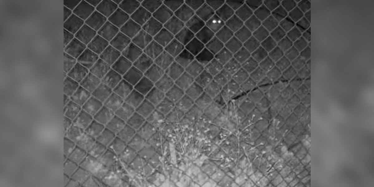 Woman Sees Missing Cat on Camera and Feels Hope Again After 45 Heartbreaking Days