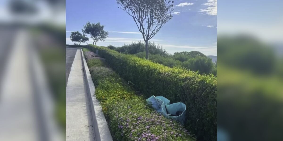 Man Hears Strange Noises From Abandoned Pool โ And Finds 10 Tiny Surprises Inside