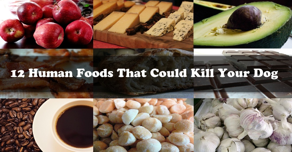 12 Human Foods That Could Kill Your Dog