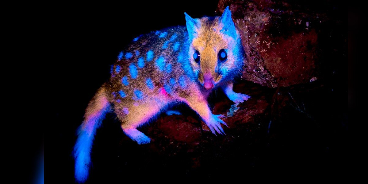 Wildlife Photographer Stunned As Rare Marsupialโs Fur Glows Like Fire Under UV Light