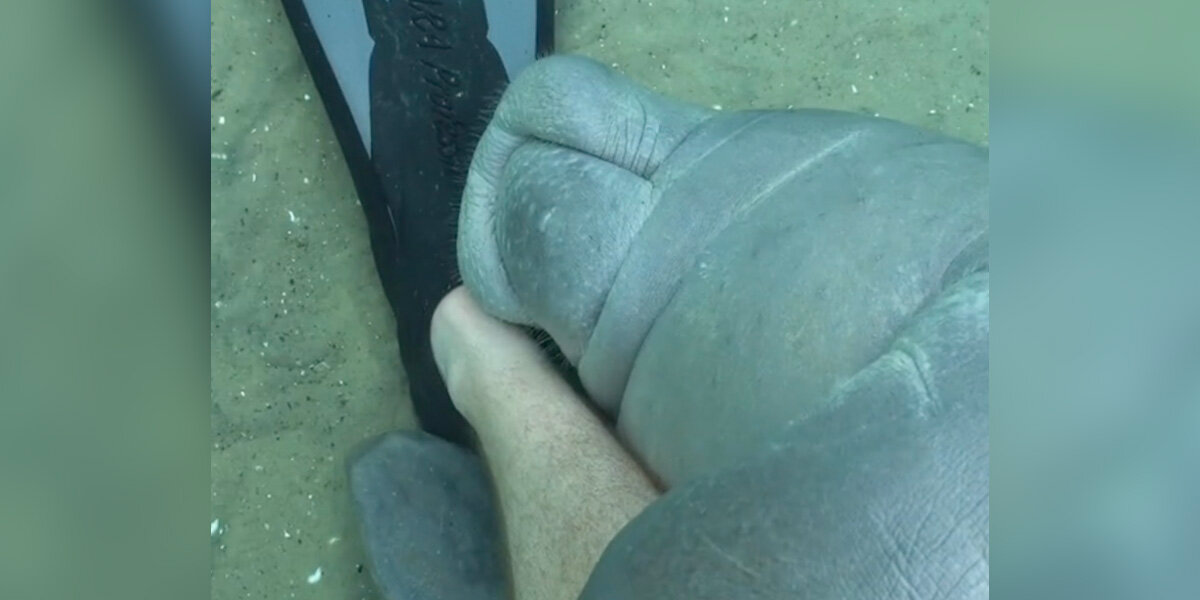 Diver Gets an Unexpected โHugโ From a Playful Manatee