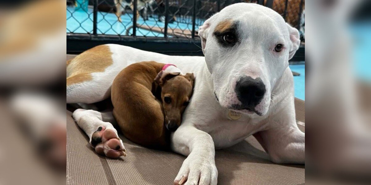 Tiny Pup Only Naps on the Fluffiest Dogs at Daycare โ and Everyone Loves It