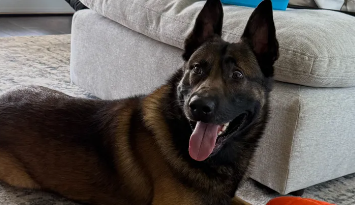 California Officer Seeks Communityโs Help to Protect His K-9 Partner