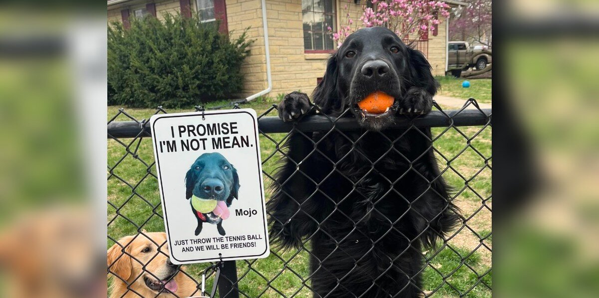 Shy Dog Was Afraid of Neighbors โ Until His Mom Came Up With a Brilliant Plan