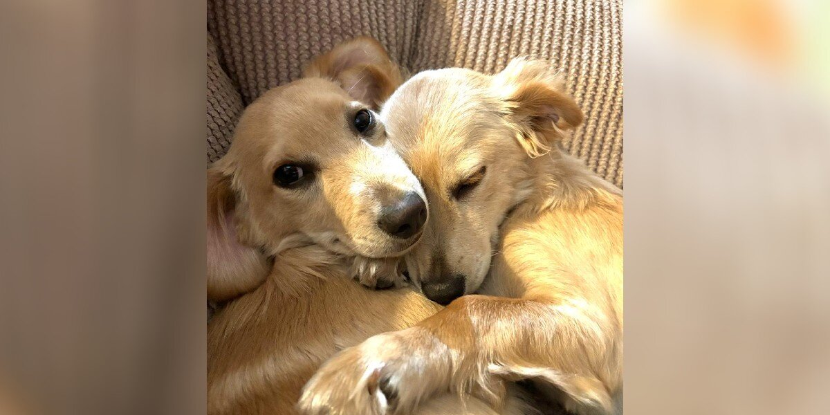 Two Shelter Dogs Finally Find a Home โ and Havenโt Stopped Hugging Since