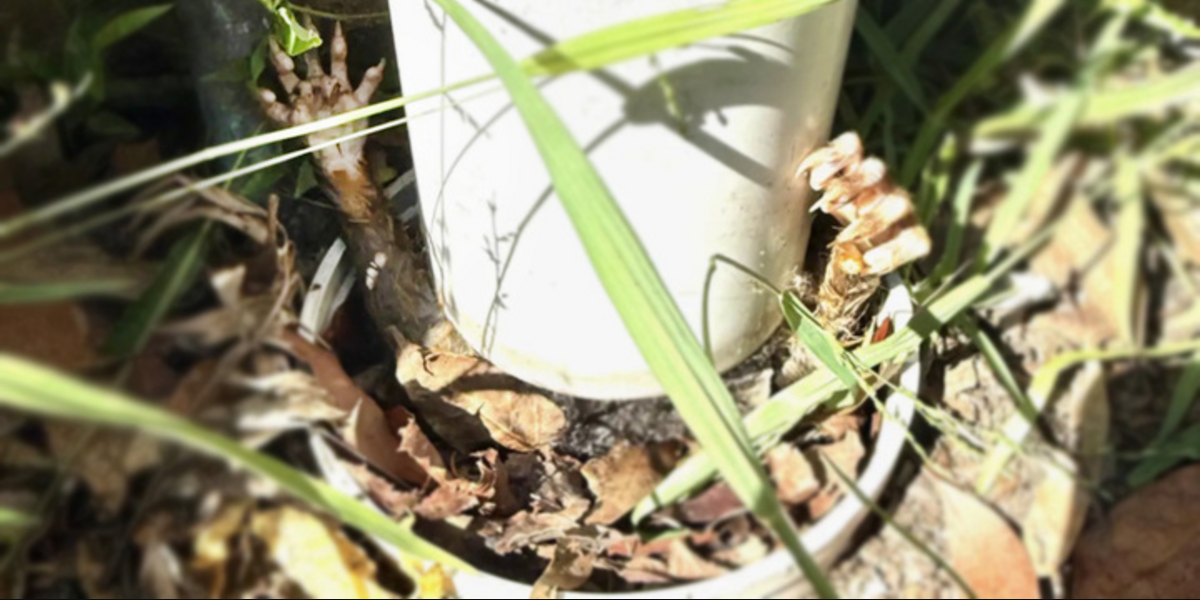 Gardener Spots Tiny Hands Sticking Out Of A Pipe โ And Rushes To Help