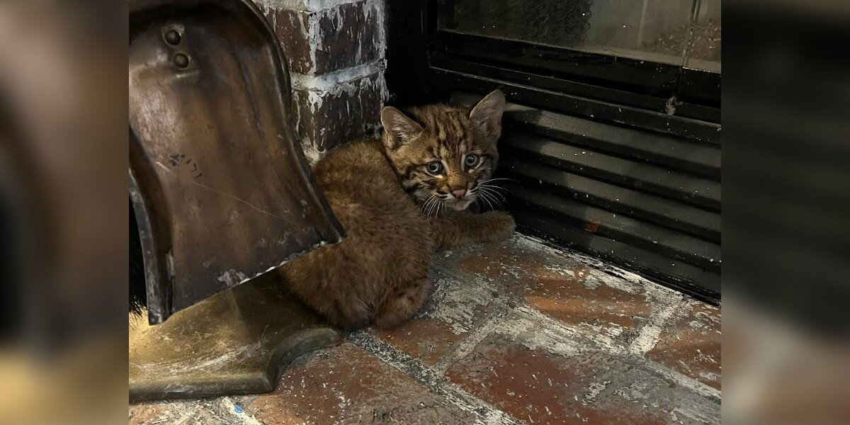 Family Brings ‘Kitten’ Inside During Storm โ Then Realizes Itโs Someone Wild