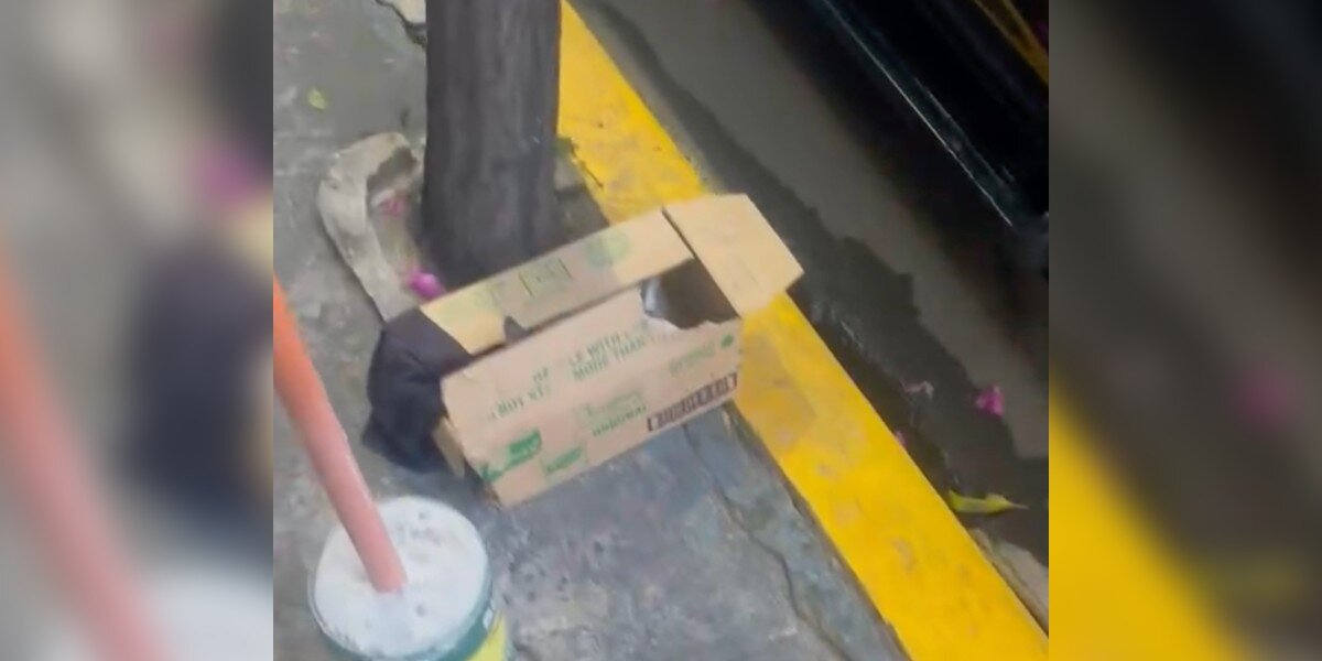 Shop Owner Finds Abandoned Box Outside Her Store โ And Hears Tiny Cries From Inside