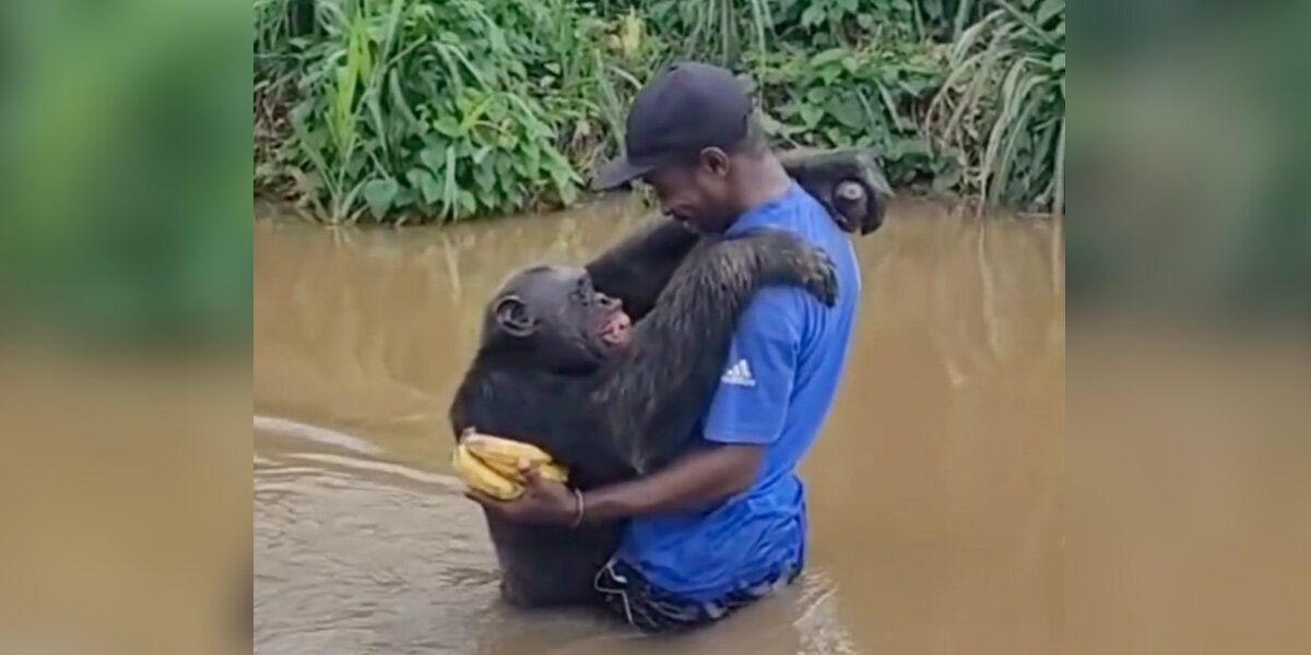 Rescued Chimp Reunites With His Caregiver โ And Canโt Stop Hugging Him