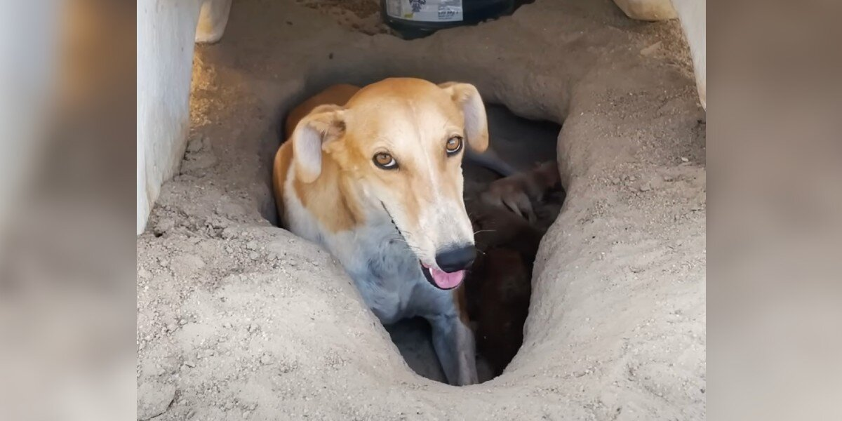 Dog Found Alone In Scorching Desert Wasnโt Just Hiding โ She Was Protecting Her Whole World