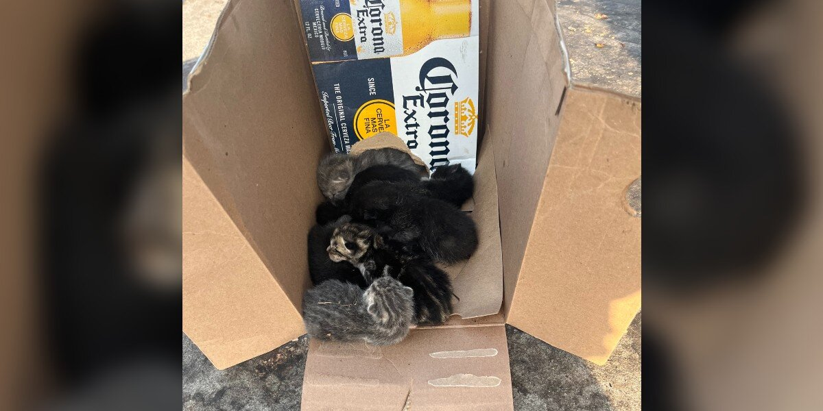Driver Abandons Box in Parking Lot โ Whatโs Inside Leaves Everyone Heartbroken
