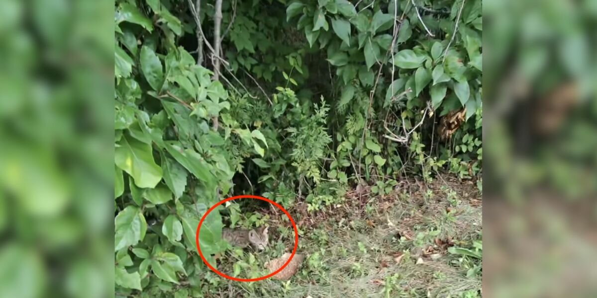 Drivers Hear โScreamingโ Near Highway โ Then Spot A Tiny Life In Danger