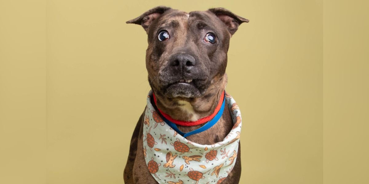 Blind โLumpyโ Dog With โCrinkledโ Charm Wins Hearts Everywhere After Viral Post