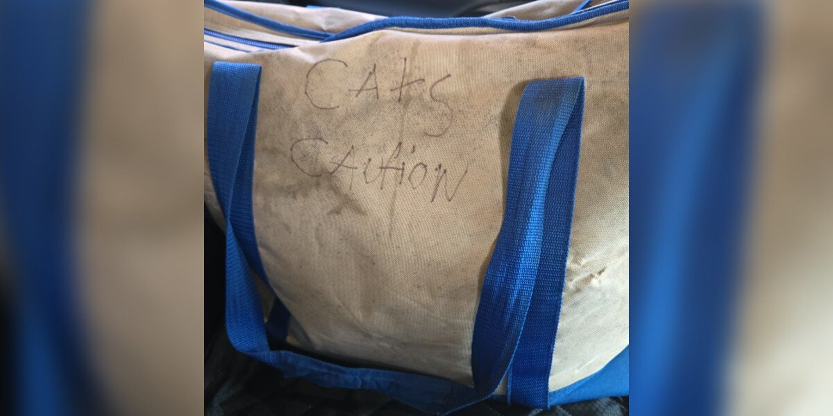 Woman Leaving Work Finds Zipped Canvas Tote โ And Four Newborn Kittens Inside