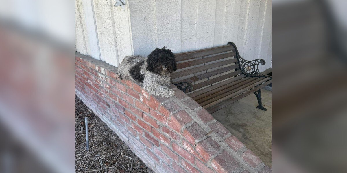 Trembling Dog Appears on Familyโs Porch โ And Refuses to Leave Her Spot
