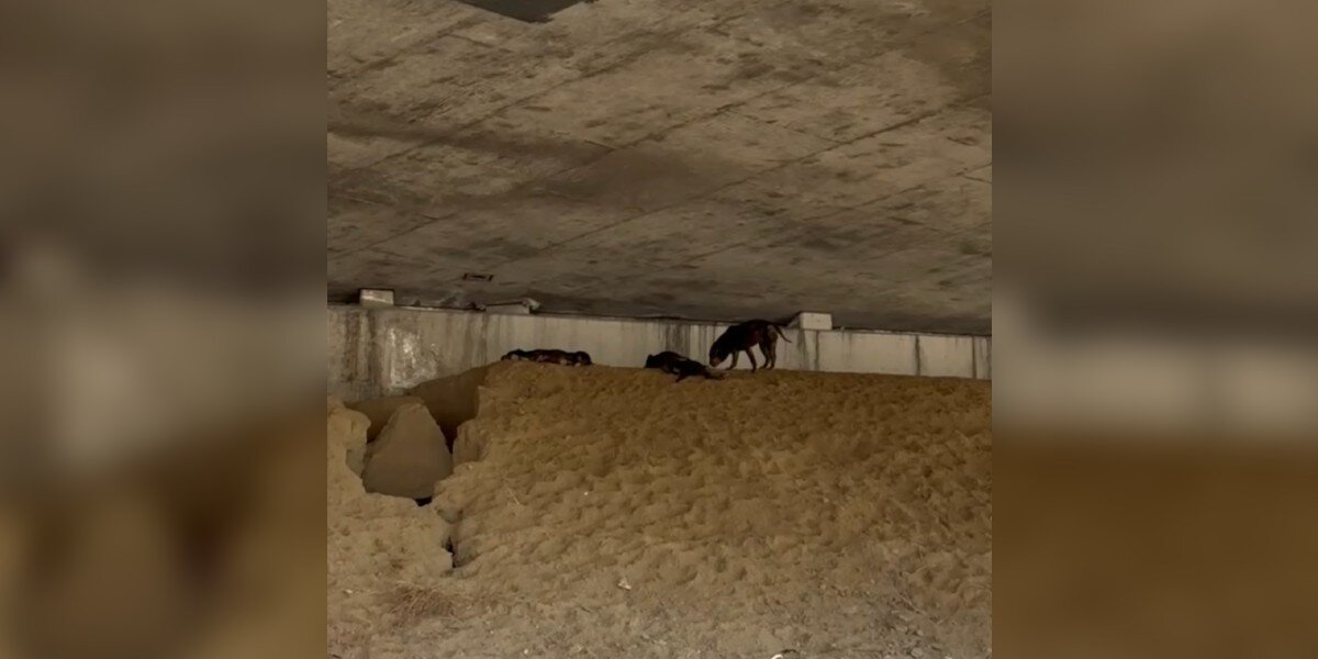Driver Spots Three Wrinkly Puppies Huddled Under a Busy Highway โ And Jumps Into Action