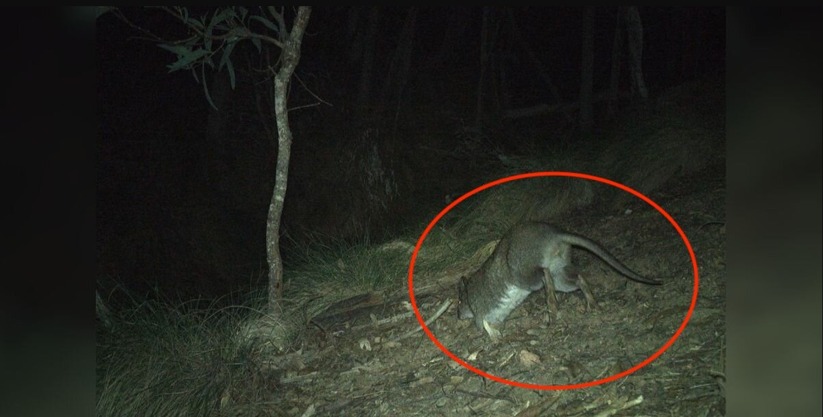 Trail Camera Captures First Glimpse Of Elusive Animal Missing Since The โ90s