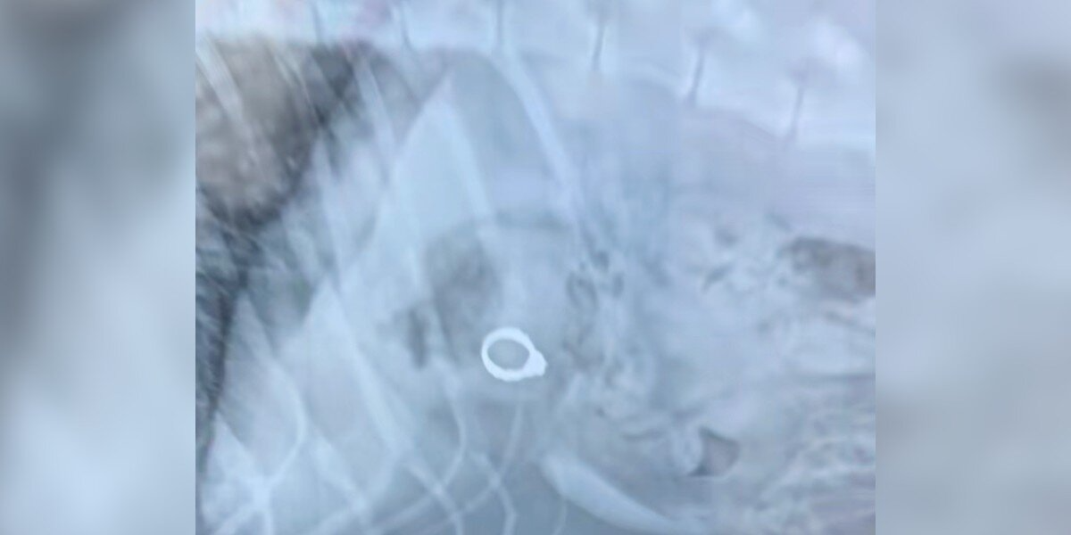 Vet Canโt Stop Laughing After Discovering What Happened To Womanโs Missing Engagement Ring