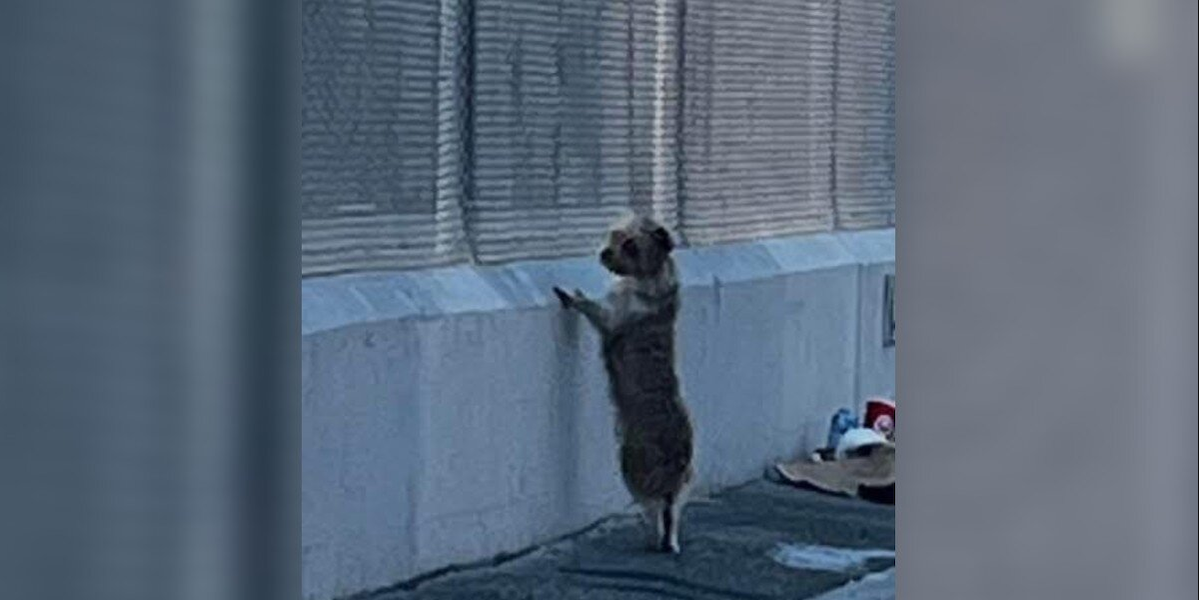 Stray Dog Waits By A Fence Every Day As If Looking For Someone โ Then Rescuers Change Her Life