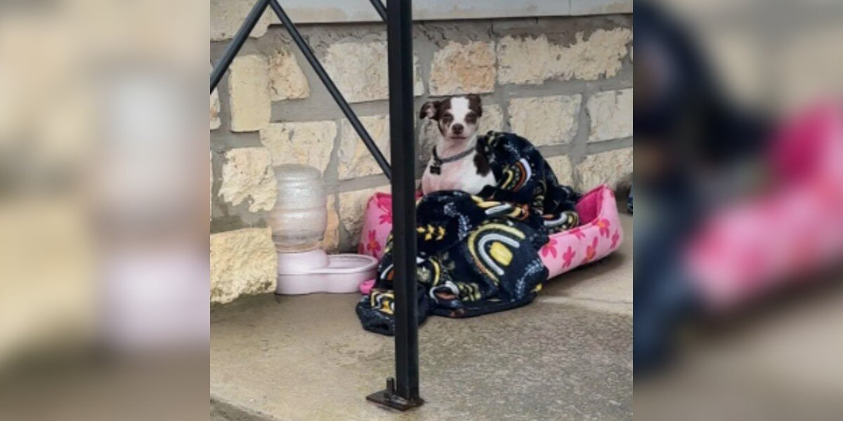 Frightened Chihuahua Left In A Cemetery With Her Bed Finally Gets The Second Chance She Deserved