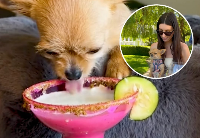 Chihuahua Goes From Shelter Life To Sipping Puparitas