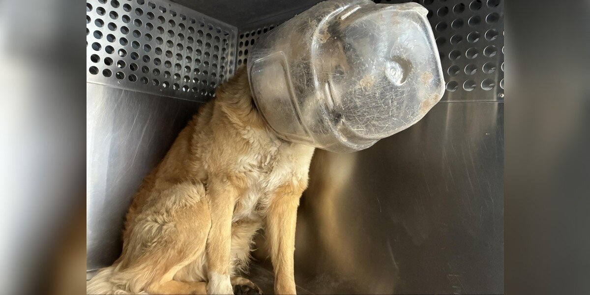 Dog Finally Freed From Plastic Jug โ And His First Move Melts His Rescuersโ Hearts