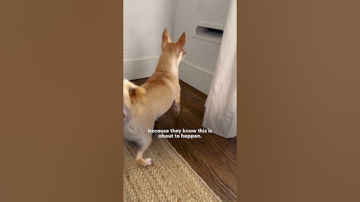 Chihuahua Is At War With The Mail