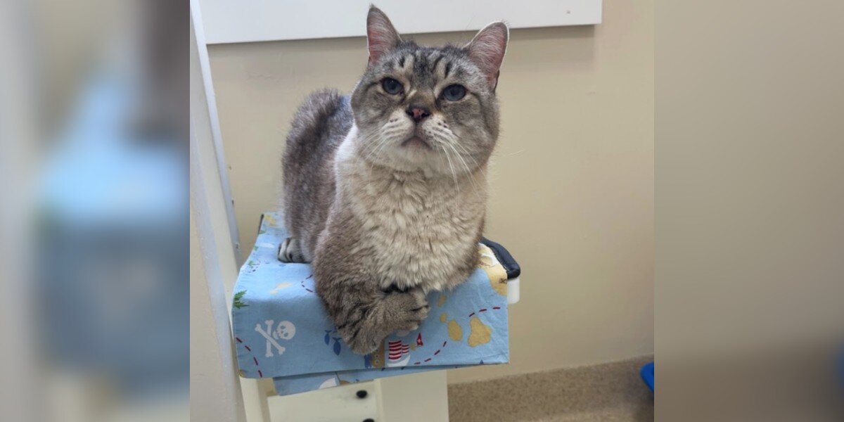 Cat Born With Tiny “T-Rex Arms” Waited For Someone To See Past His Difference โ Then The Perfect Family Found Him
