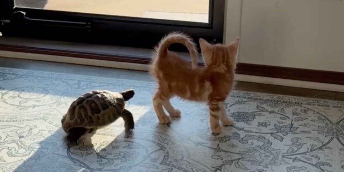 Tiny Rescue Tortoise Spots An Orange Kitten โ Then Hurries Over To Make A New Best Friend